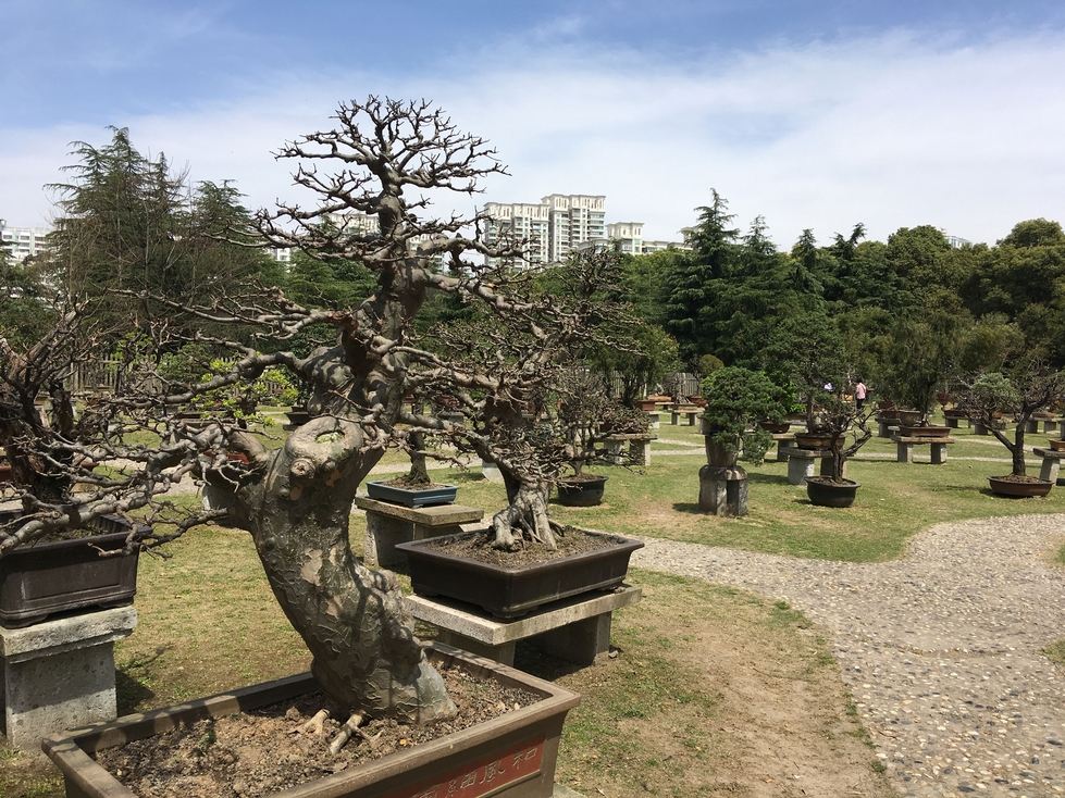 Bonsai trees in planters